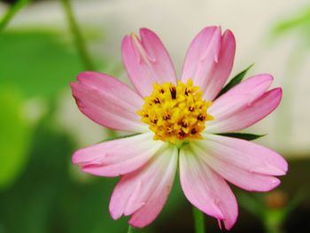 Close-up of pink cosmos flower