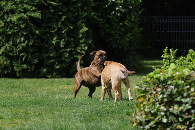 Dog sitting on grass