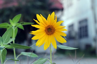 Close-up of yellow flower