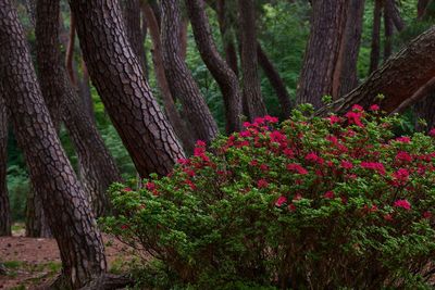 Flowering plants by trees in forest