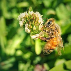 Close-up of bee on flower