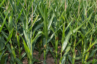 Full frame shot of crops growing on field