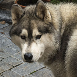 Close-up portrait of a dog