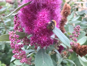 Close-up of bee on purple flowers