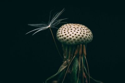 Close-up of dandelion against black background