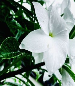 Close-up of wet white flower