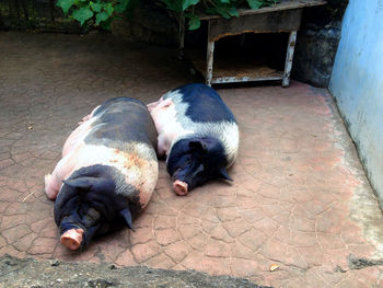 High angle view of dog sleeping on footpath