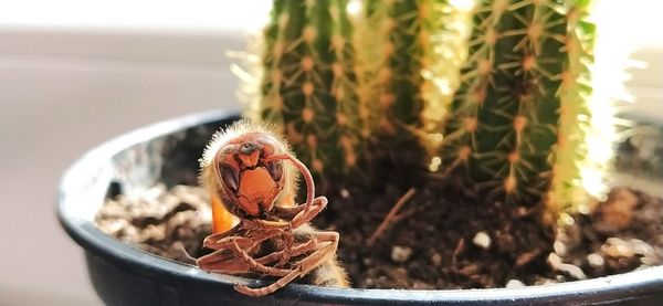 Close-up of succulent plant in pot