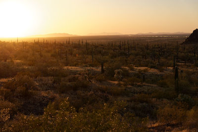Scenic view of field against sky during sunset