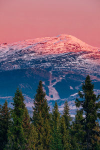 High angle view of trees on mountain against sky during sunset