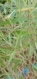Full frame shot of bamboo plants on field