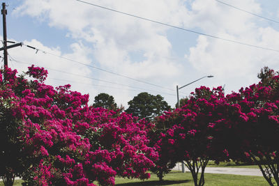 Low angle view of pink flowering plants against sky