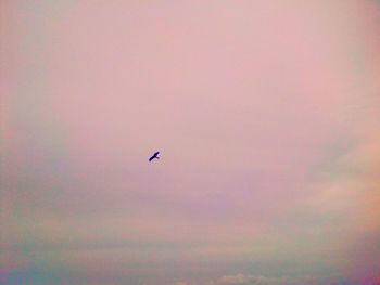 Low angle view of silhouette bird flying in sky