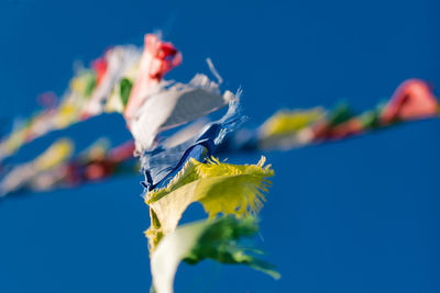 Close-up of yellow leaves against blue sky