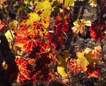 Close-up of maple tree during autumn