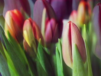 Close-up of tulips blooming outdoors