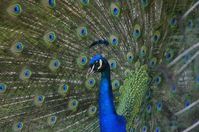 Close-up of peacock