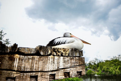 Low angle view of pelican relaxing on pier by lake