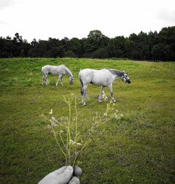 Horses grazing on field against clear sky
