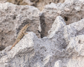 Close-up of lizard on rock