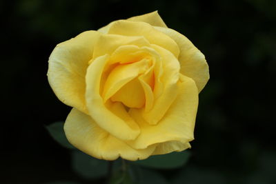 Close-up of rose
