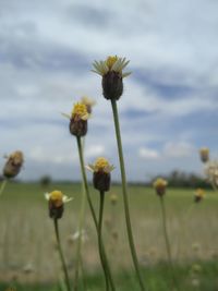 Close-up of flowering plant on field against sky