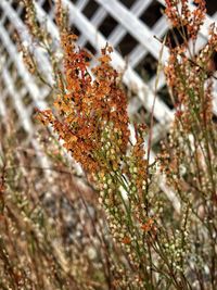 Close-up of snow on plant