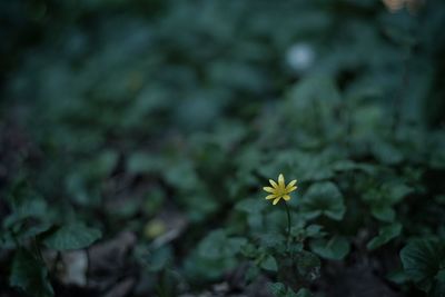Close-up of yellow flower