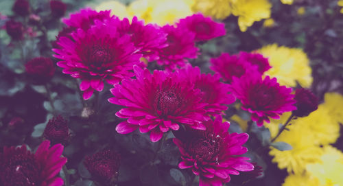 Close-up of pink flowering plants