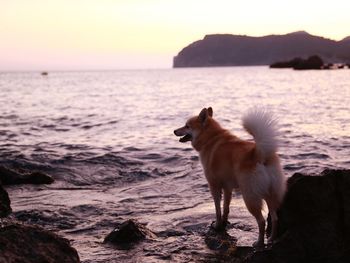 View of dog on beach