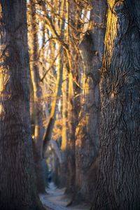 Close-up of trees in forest