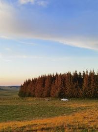 Trees on field against sky