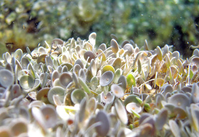 Close-up of white flowering plant