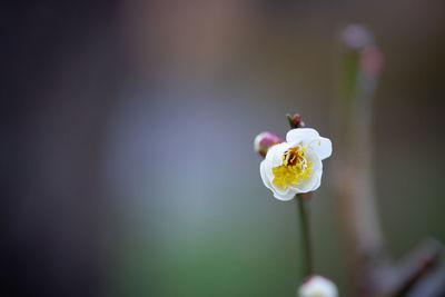 Close-up of white ume flower