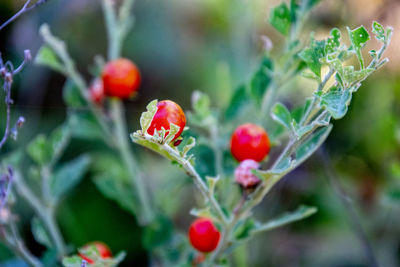 Close-up of red berries growing on plant