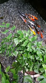 High angle view of leaves