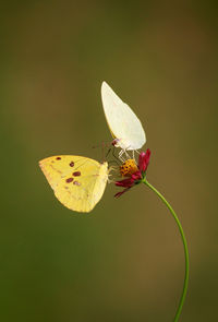 Close-up of butterfly