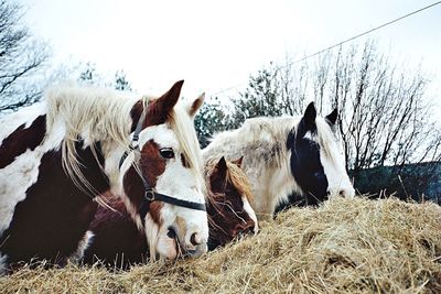 Horses on field against sky