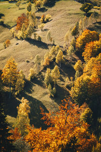 High angle view of trees in forest during autumn