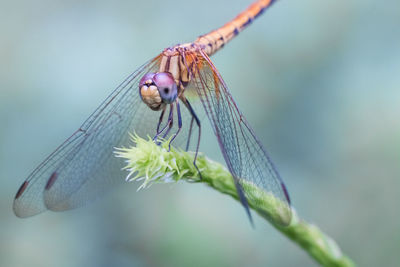 Close-up of dragonfly on plant