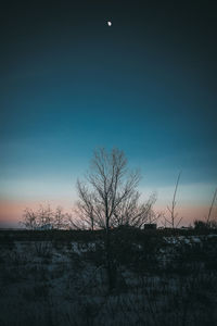 Silhouette bare tree on field against sky at night