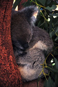 Close-up of cat