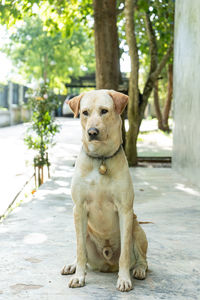 Portrait of dog sitting on tree