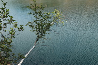 High angle view of tree by lake