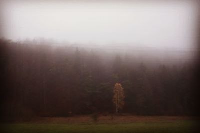 Trees on field in foggy weather