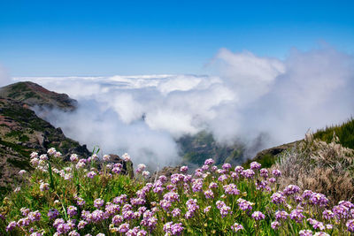 Scenic view of flowering plants on land against sky