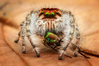 Close-up of spider