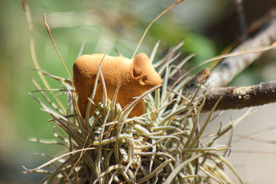 Close-up of a mushroom