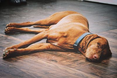 High angle view of vizsla sleeping on hardwood floor at home