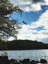 Bird flying over lake against sky